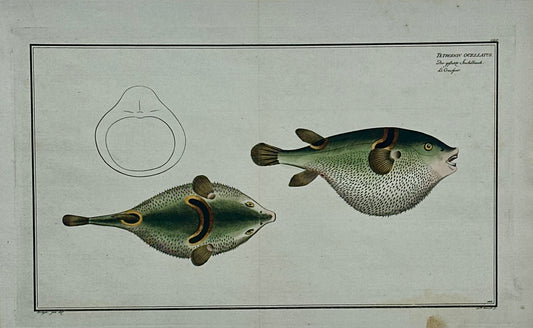 Puffer Fish Original Print by Bloch, 1782