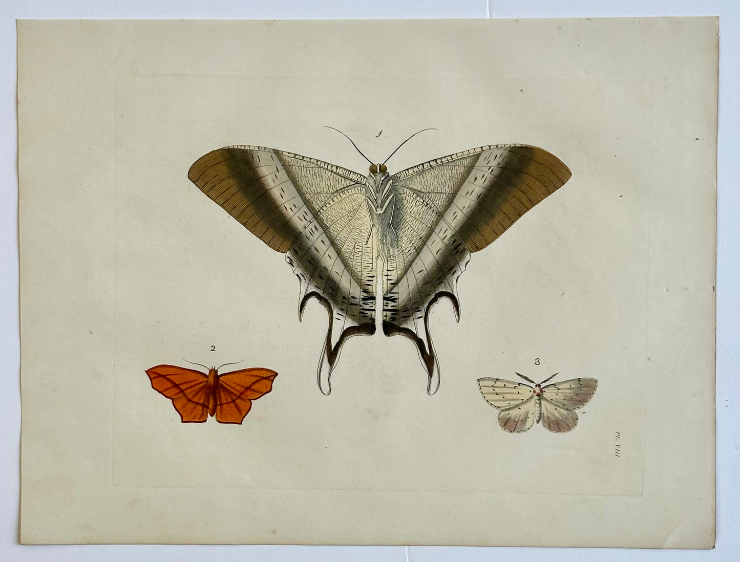 Macleay's swallowtail moth original print by Dru Drury, 1837