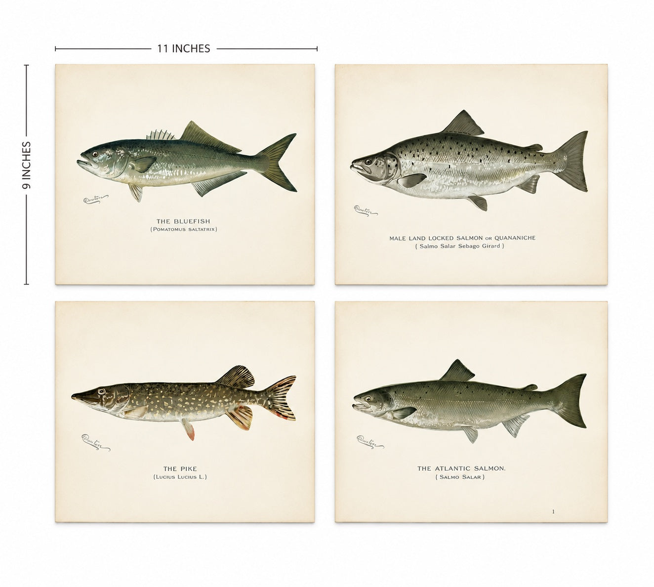 Bluefish, Atlantic Salmon, Pike & Landlocked Salmon - by Denton Circa 1903, S/4