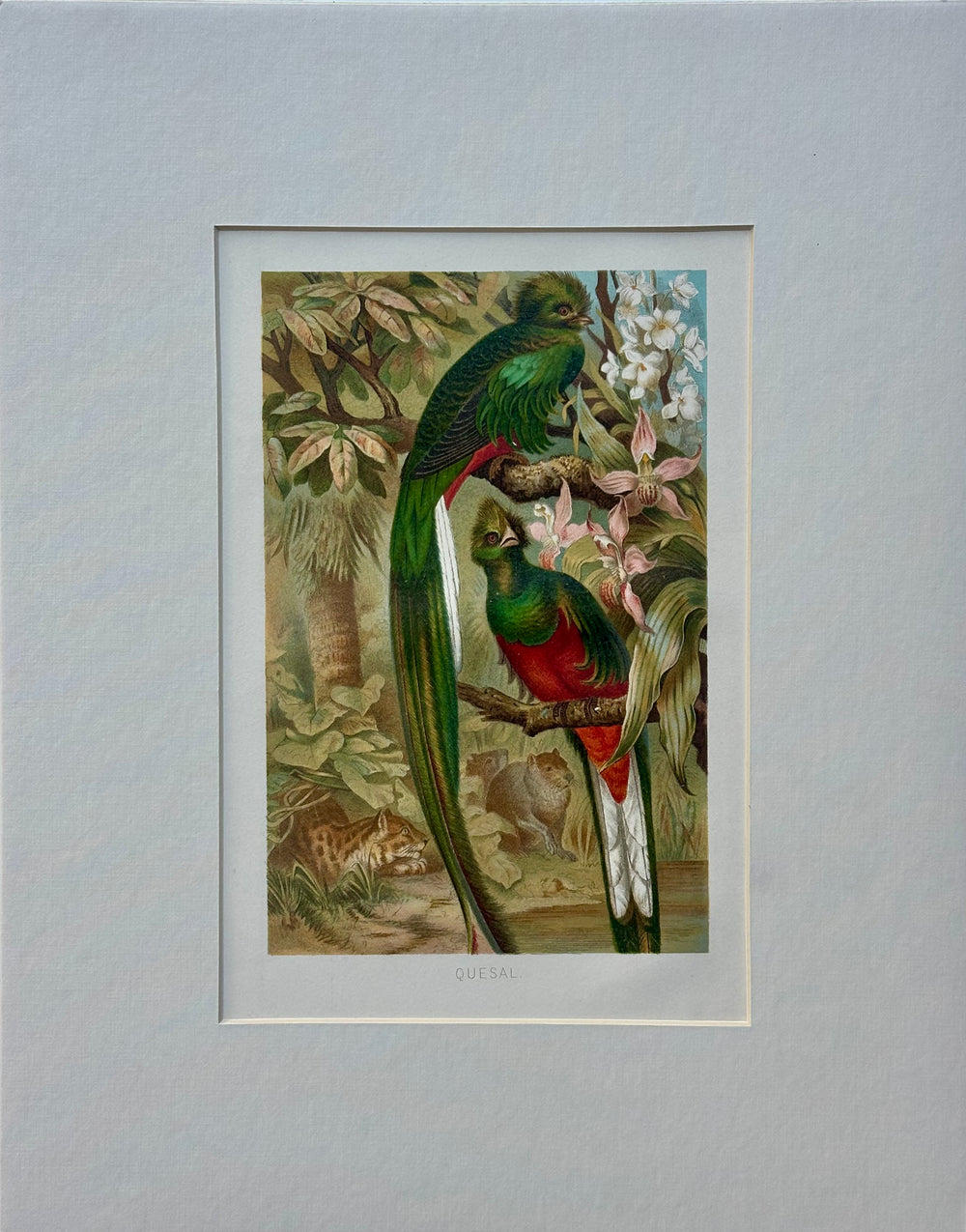 “Quesal” (Quetzal) Bird Chromolithograph, c. 1890s Natural History Print
