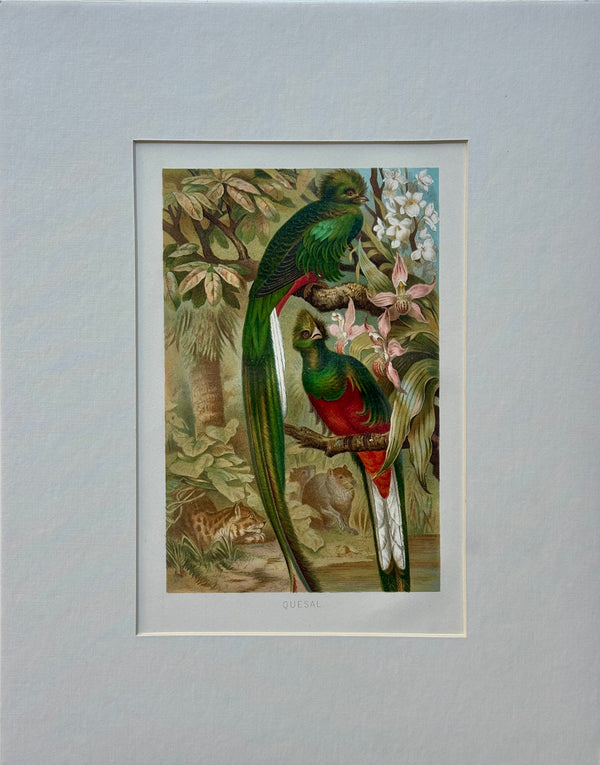 “Quesal” (Quetzal) Bird Chromolithograph, c. 1890s Natural History Print