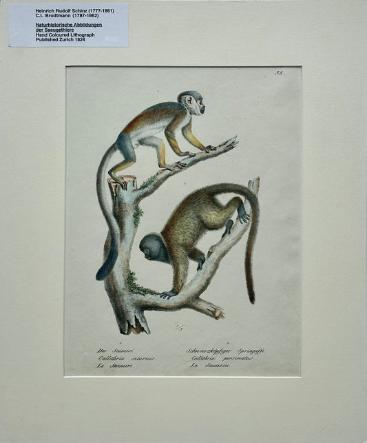 Squirrel & Black-headed night monkey, Original Lithograph by Brodtmann, 1824