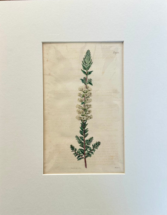 Curtis Melaleuca Botanical Engraving, 1817