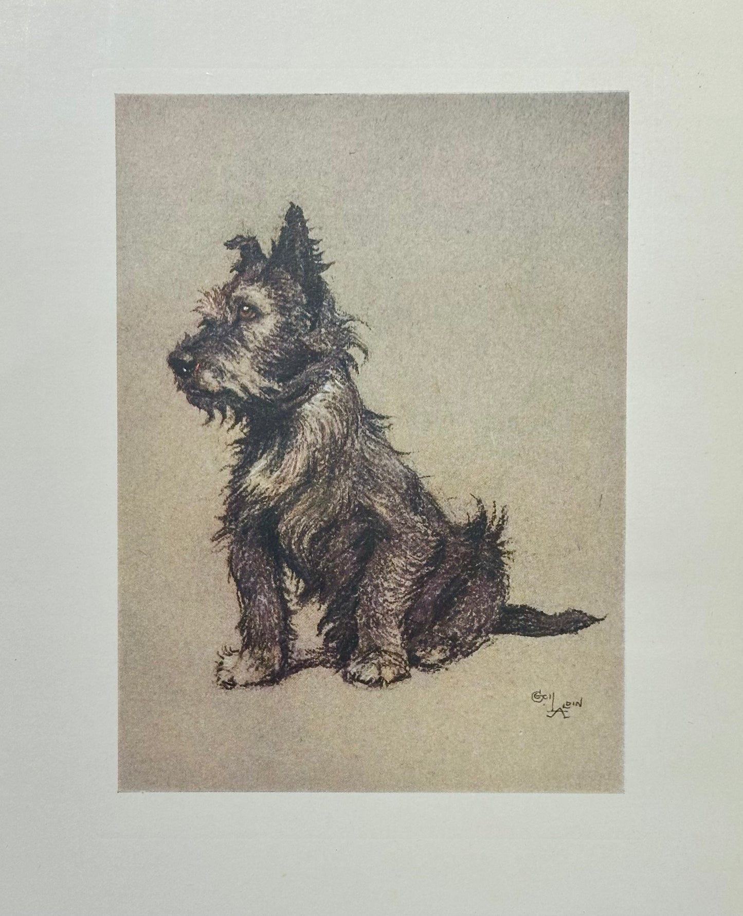 Cairn Terrier by Cecil Aldin, 1928