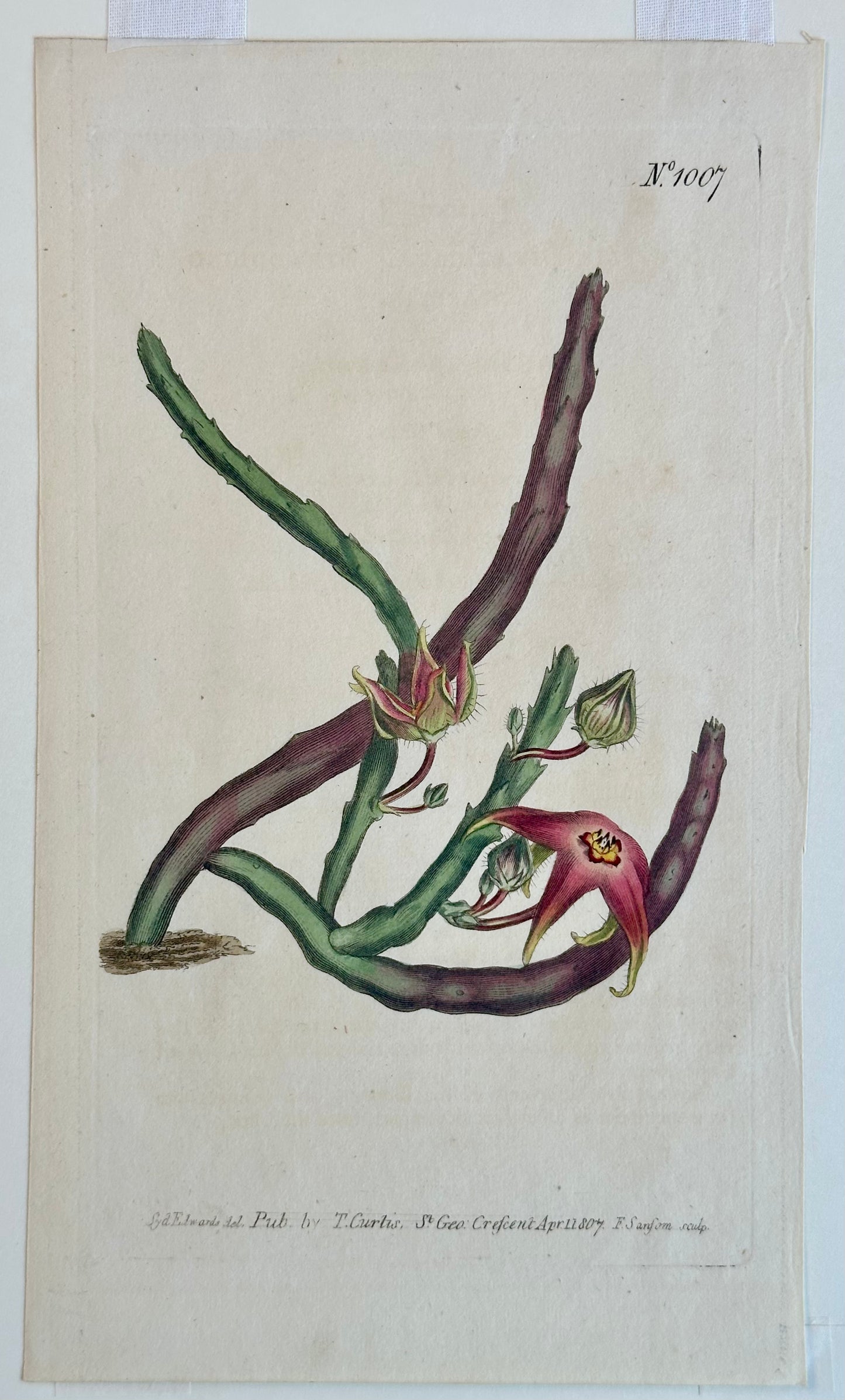 Starfish Flower Engraving by Curtis, 1807