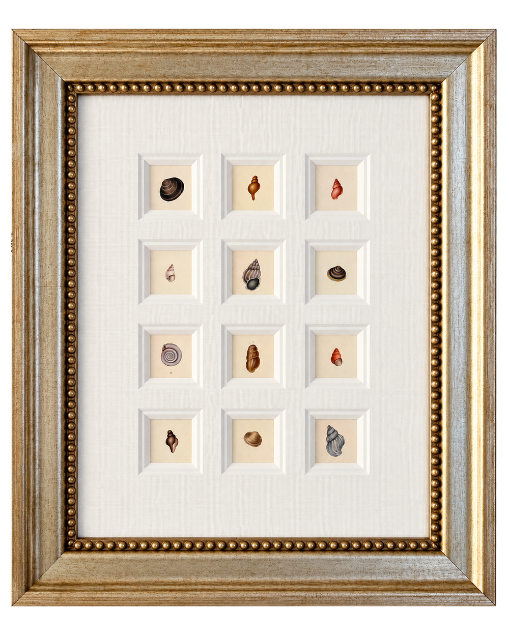 Seashell Study | Set of 12 original Prints – Coastal Wall Art | Custom Framed | c. 1840