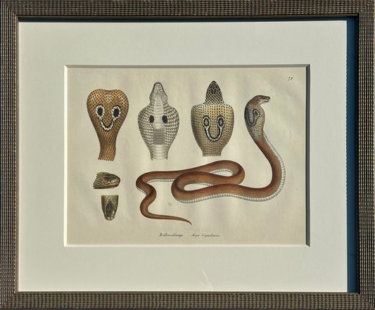 Cobra Snake Print by Schinz, Custom Framed