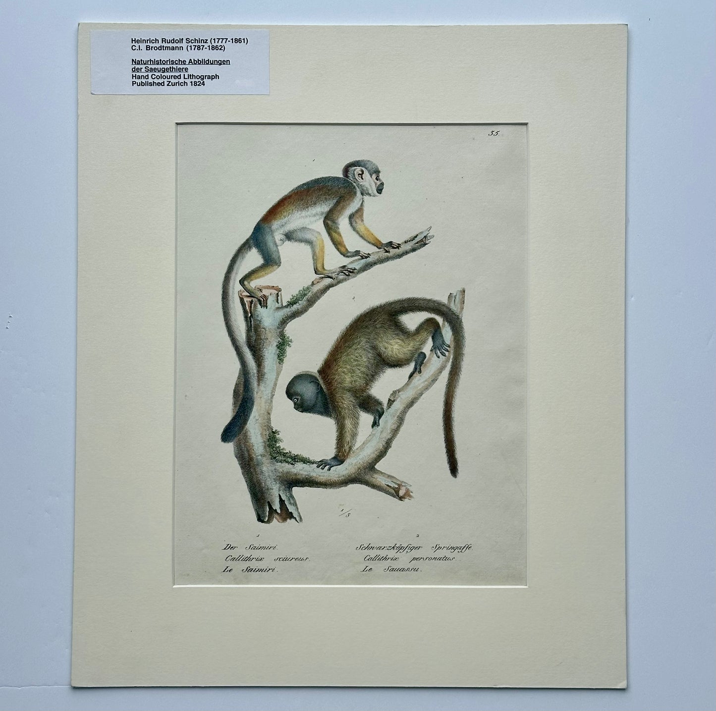 Squirrel & Black-headed night monkey, Original Lithograph by Brodtmann, 1824