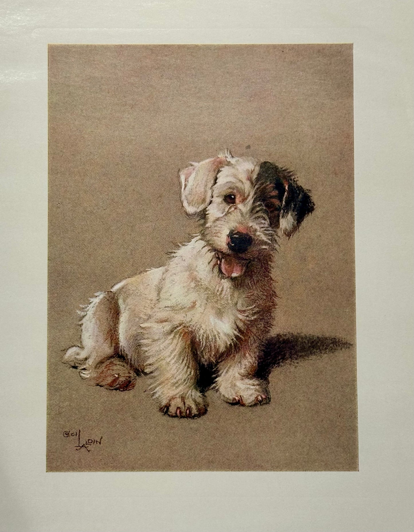 Sealyham Terrier by Cecil Aldin, 1928