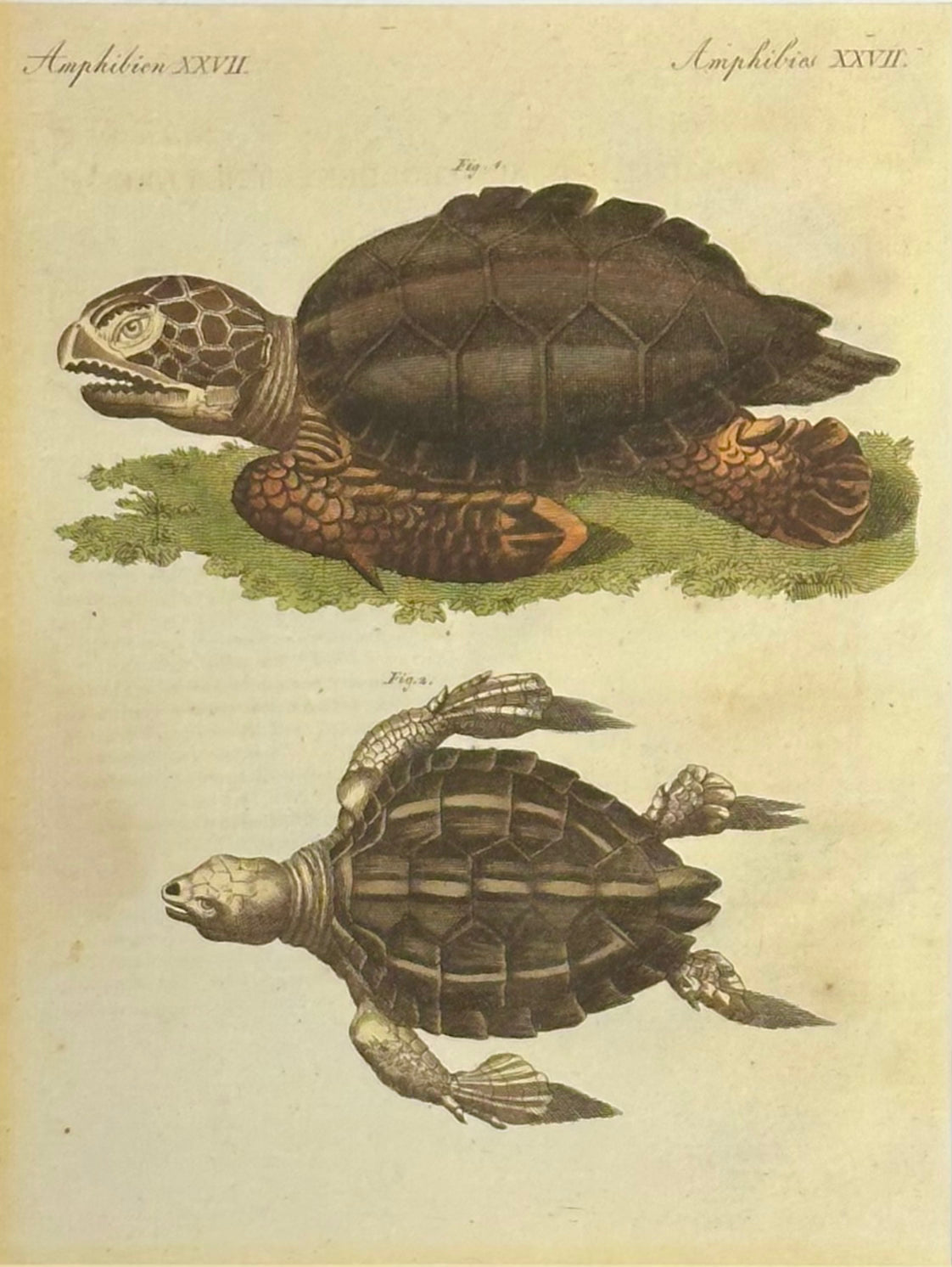 Loggerhead Sea Turtle by Friedrich Bertuch, 1795