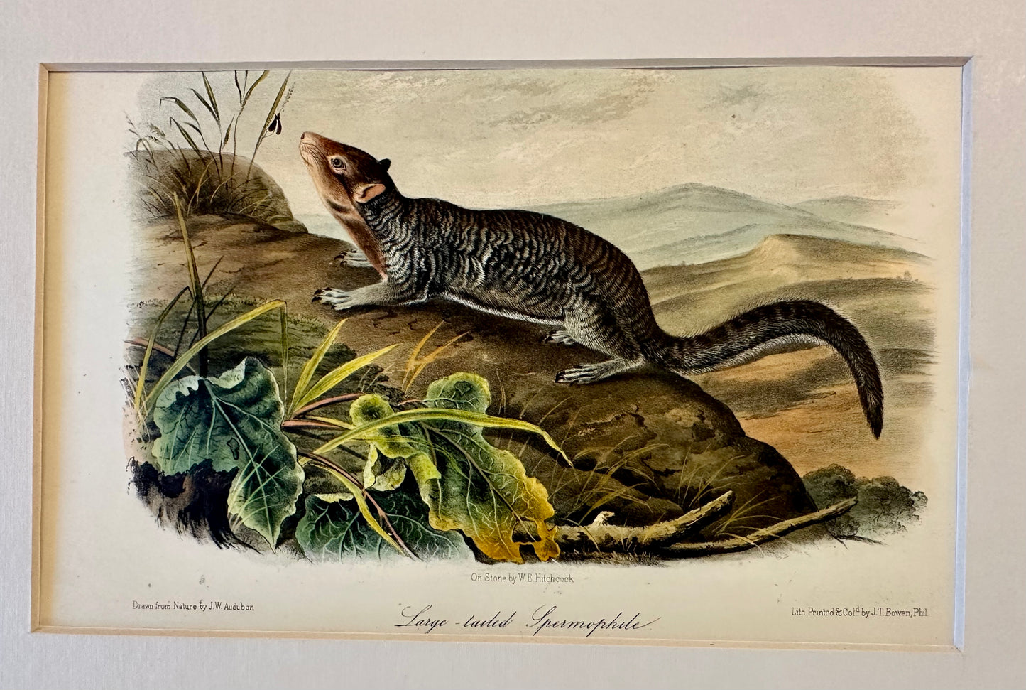 Large-Tailed Ground Squirrel Lithograph –  Original Audubon 1st edition Print, 1842