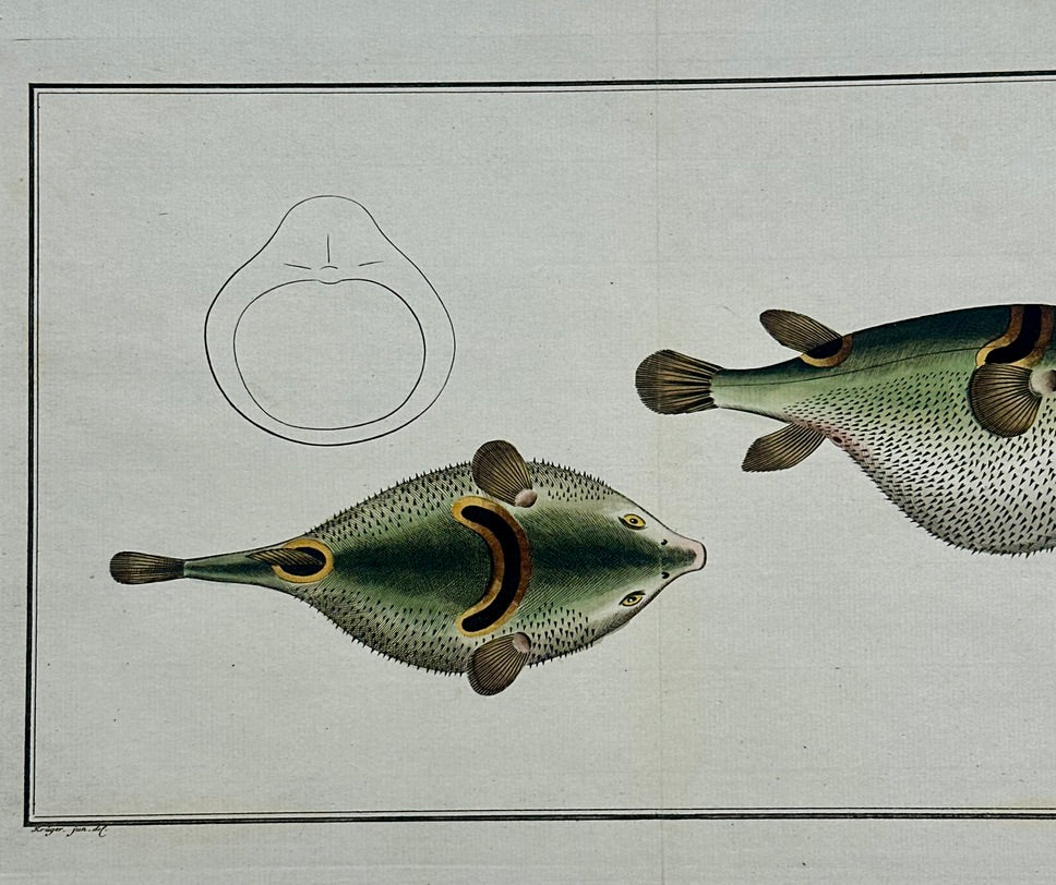 Puffer Fish Original Print by Bloch, 1782