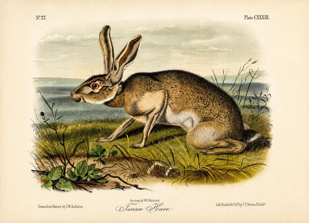 Texan Hare 1st edition Octavo Lithograph by John James Audubon, 1842
