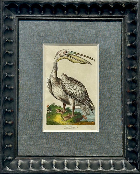 Antique Pelican framed print by J. Pass, 1797
