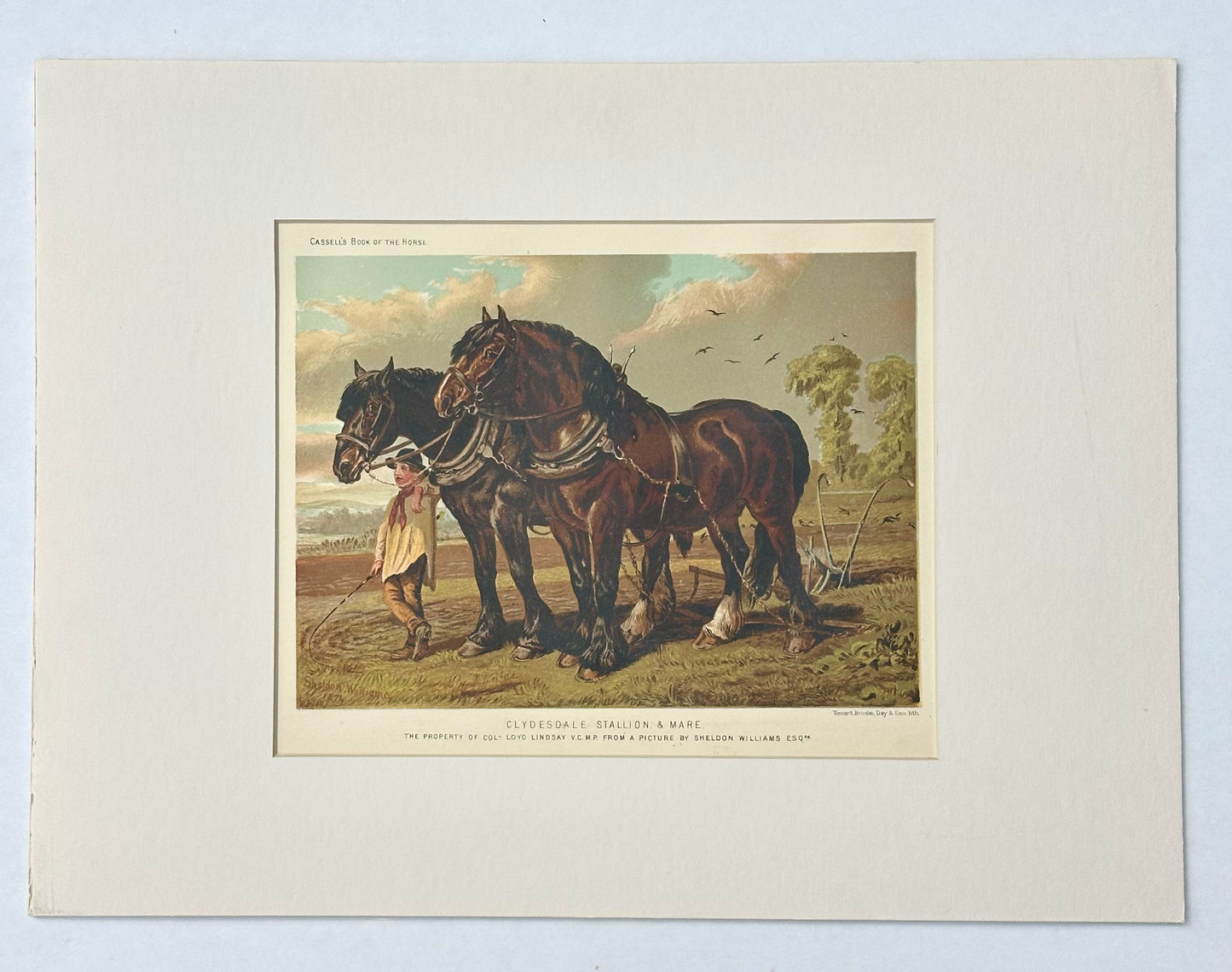 Clydesdale Stallion & Mare Horse Landscape Print by Cassell, 1885
