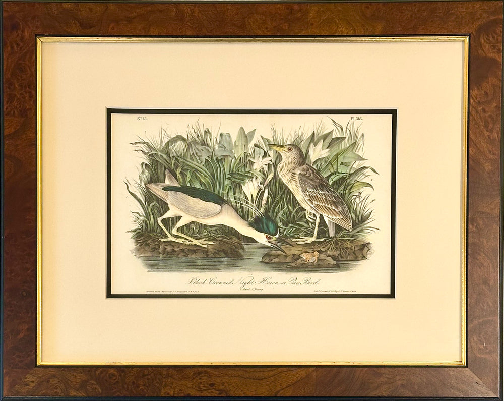 Original Night Heron by James Audubon, Octavo first edition, 1842 (framed)