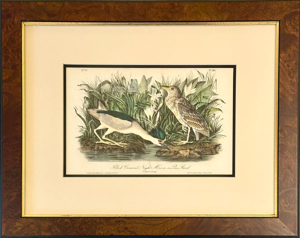Original Night Heron by James Audubon, Octavo first edition, 1842 (framed)
