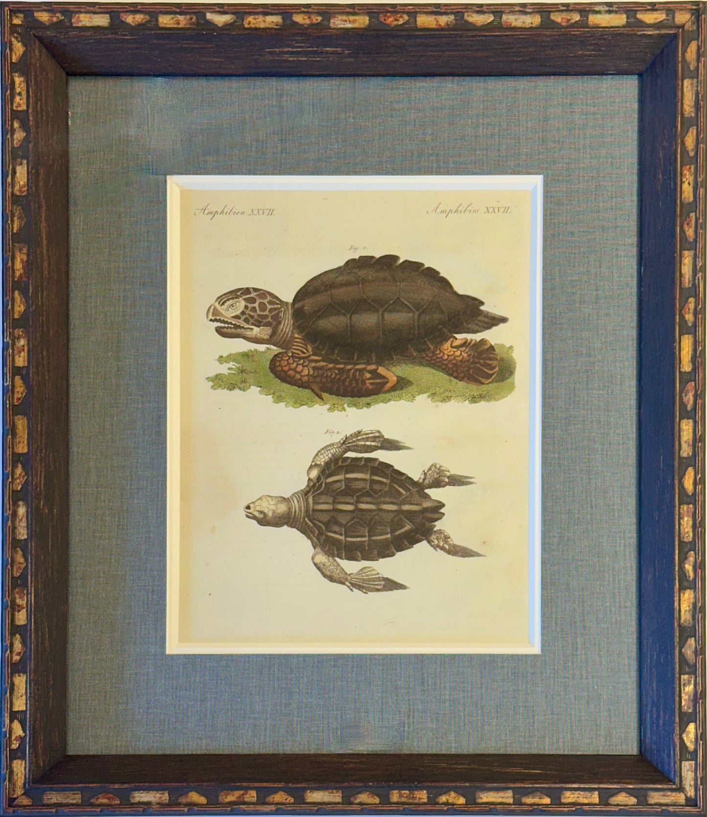 Loggerhead Sea Turtle by Friedrich Bertuch, 1795