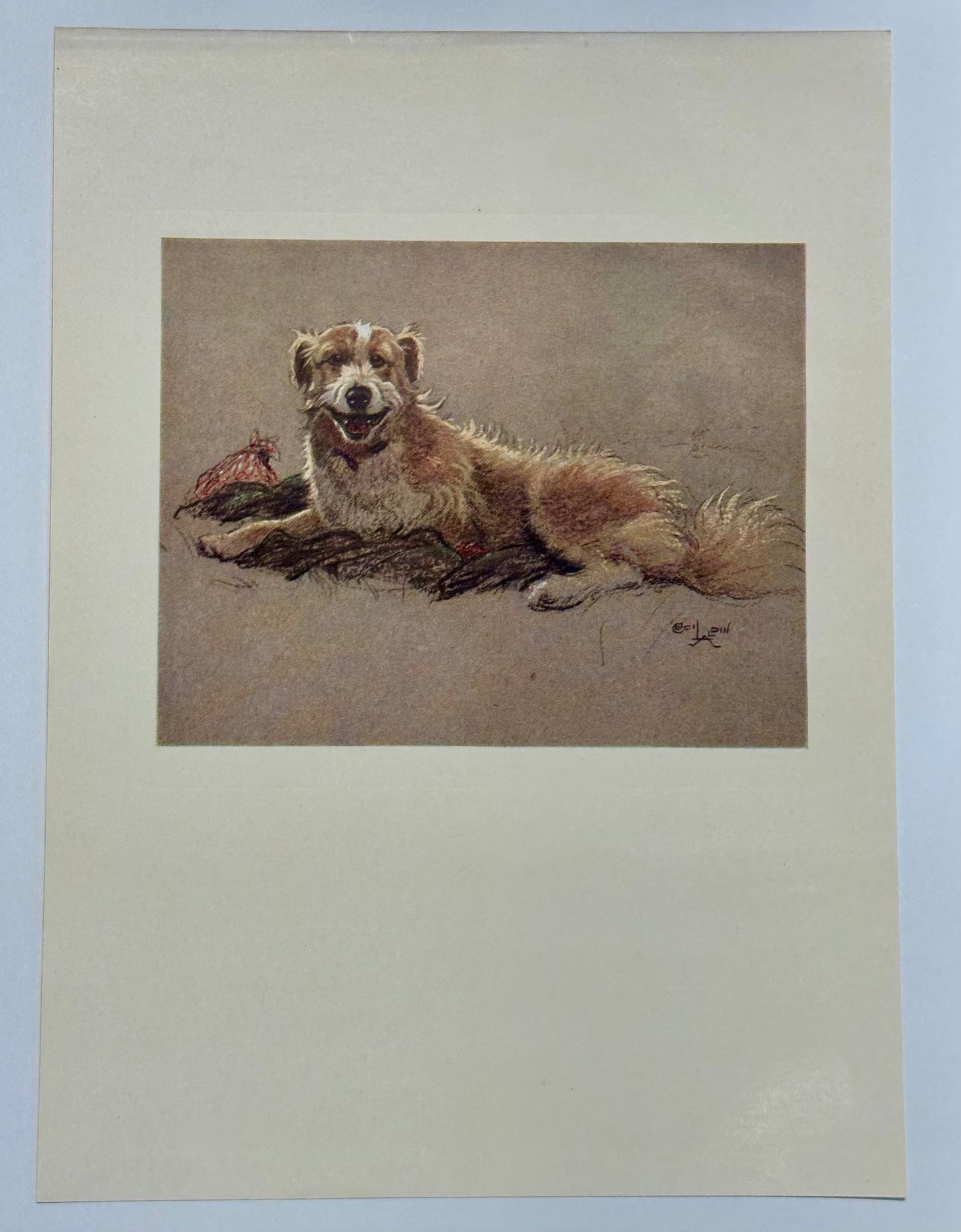 Border Collie Dog by Cecil Aldin, 1928