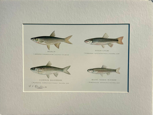 Roach, River Chub, Common Silverside Fish, Original print by Denton, 1895