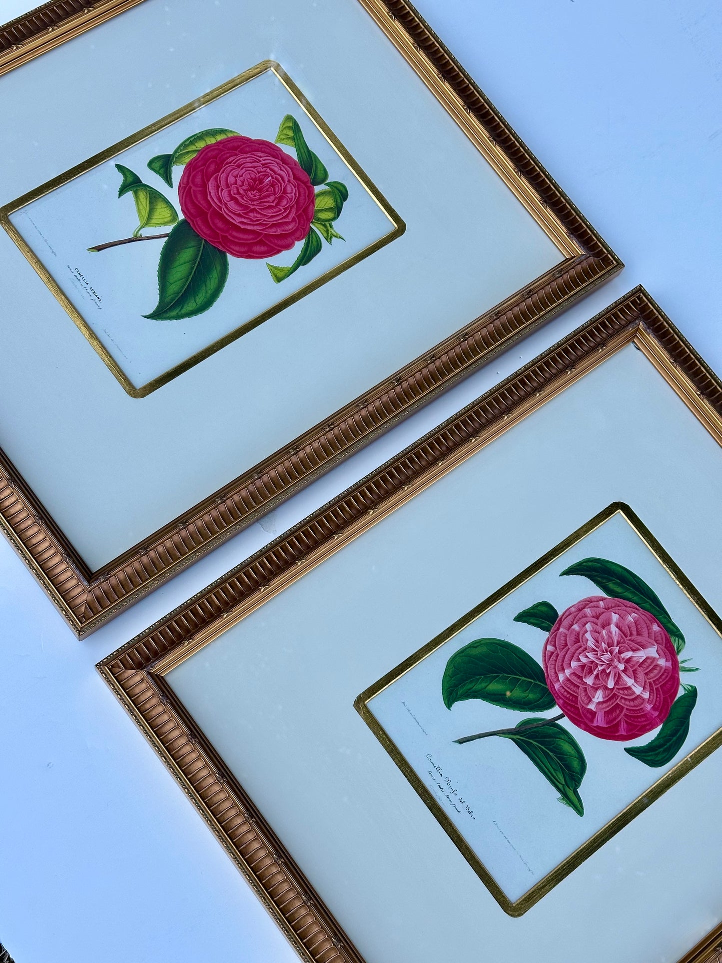 Camellia Prints, Framed Original Botanicals by Verschaffelt, 1845 (Set of 2)