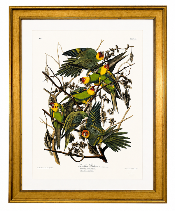 Carolina Parrots Parakeets – Princeton Audubon Limited Edition After John James Audubon – Large Framed Print