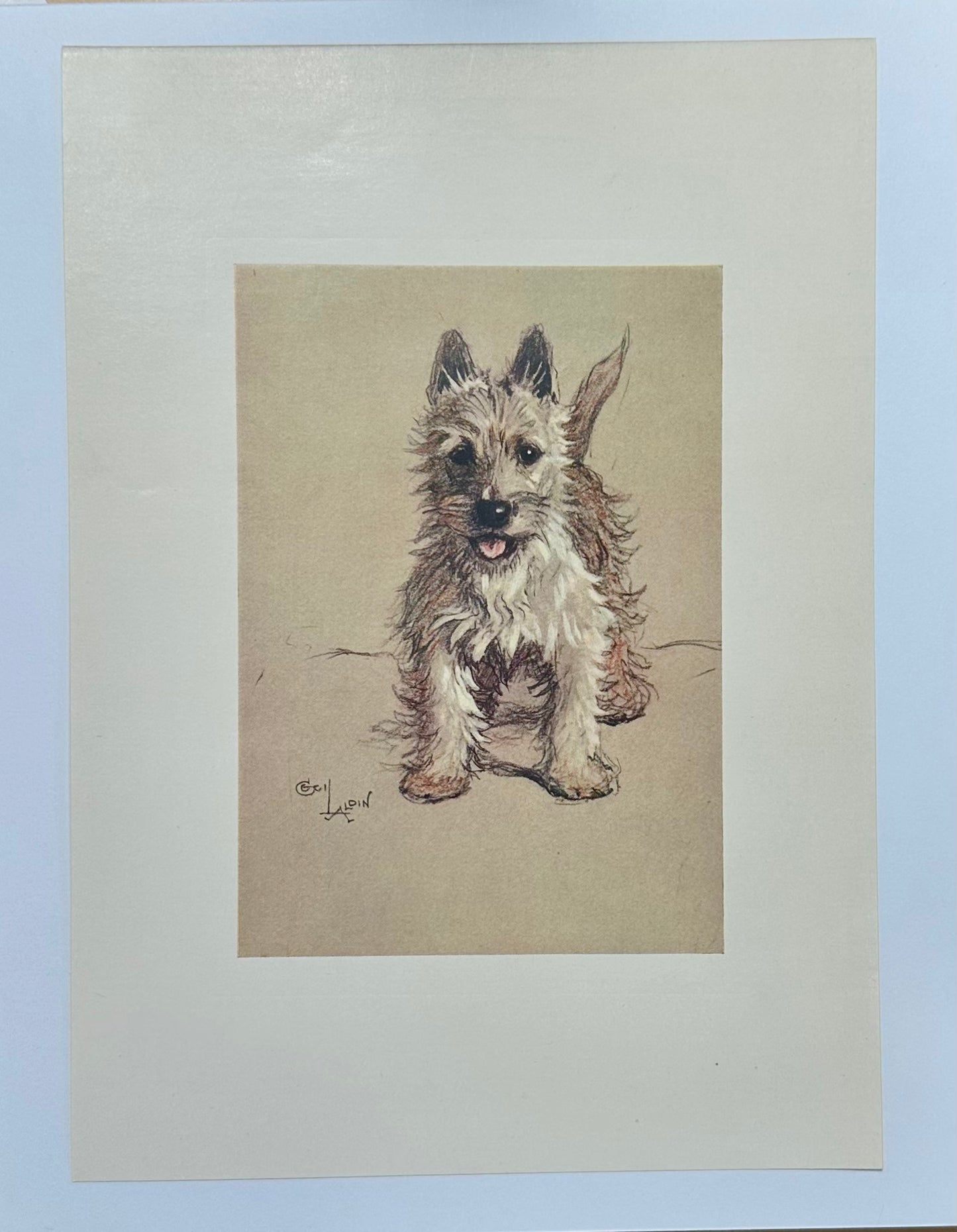 West Highland Terrier by Cecil Aldin, 1928