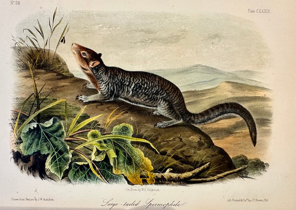 Large-Tailed Ground Squirrel Lithograph –  Original Audubon 1st edition Print, 1842