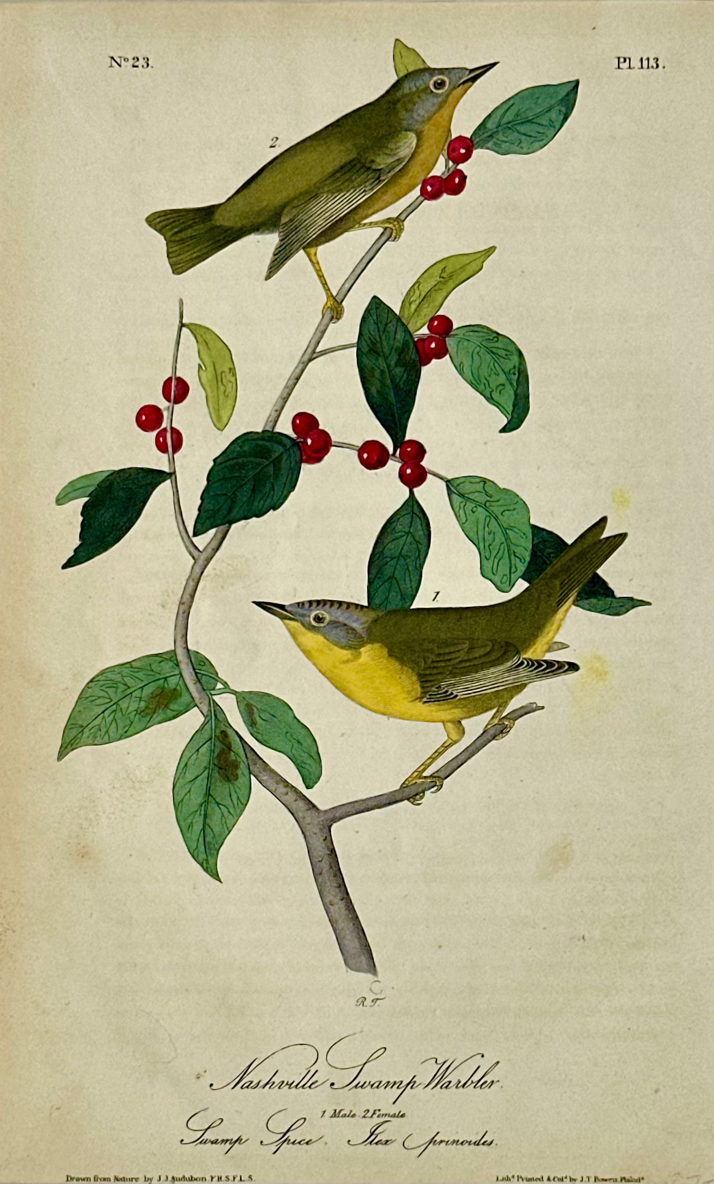 Nashville Swamp Warbler Bird by John James Audubon, 1842