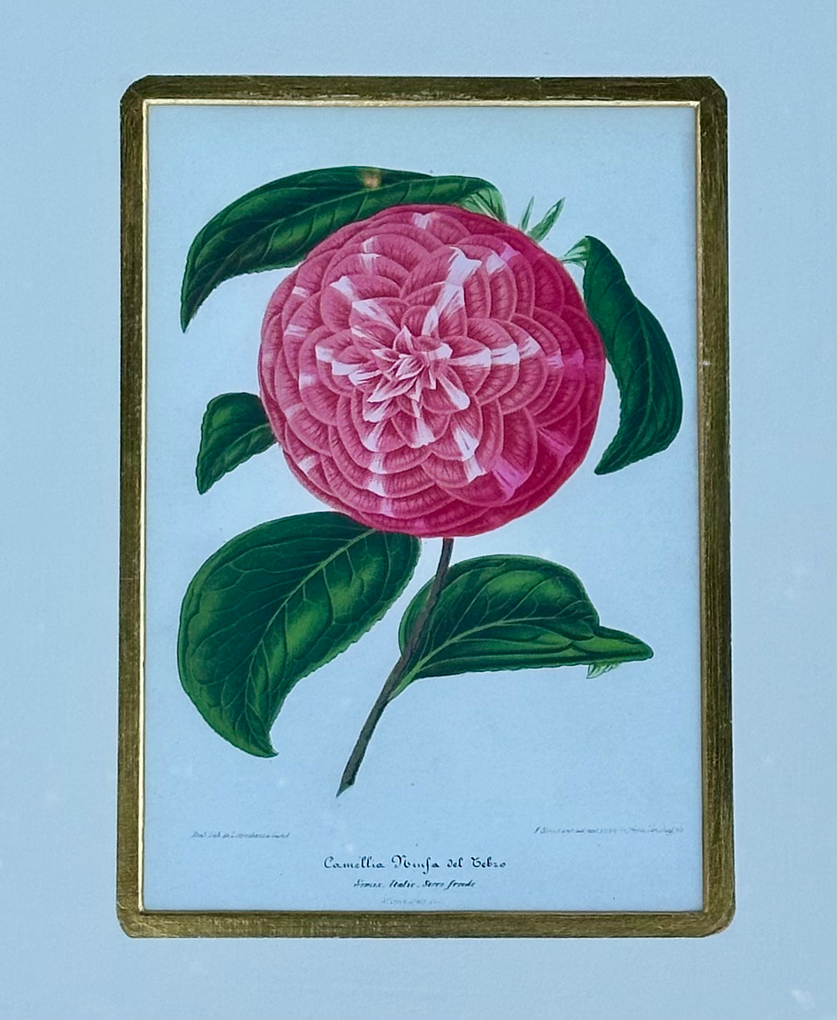 Camellia Prints, Framed Original Botanicals by Verschaffelt, 1845 (Set of 2)
