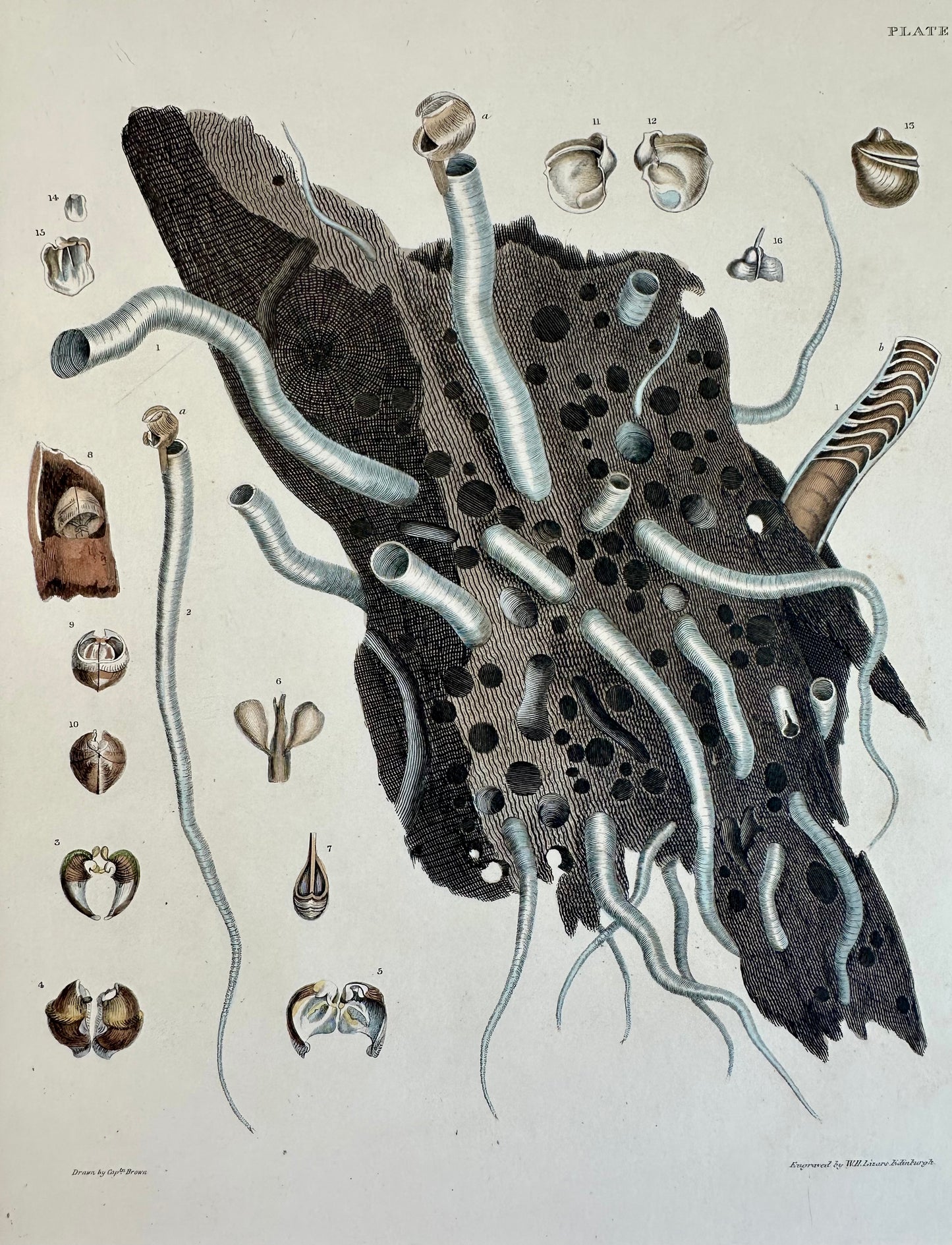 Coral Shells by Captain Brown, 1845