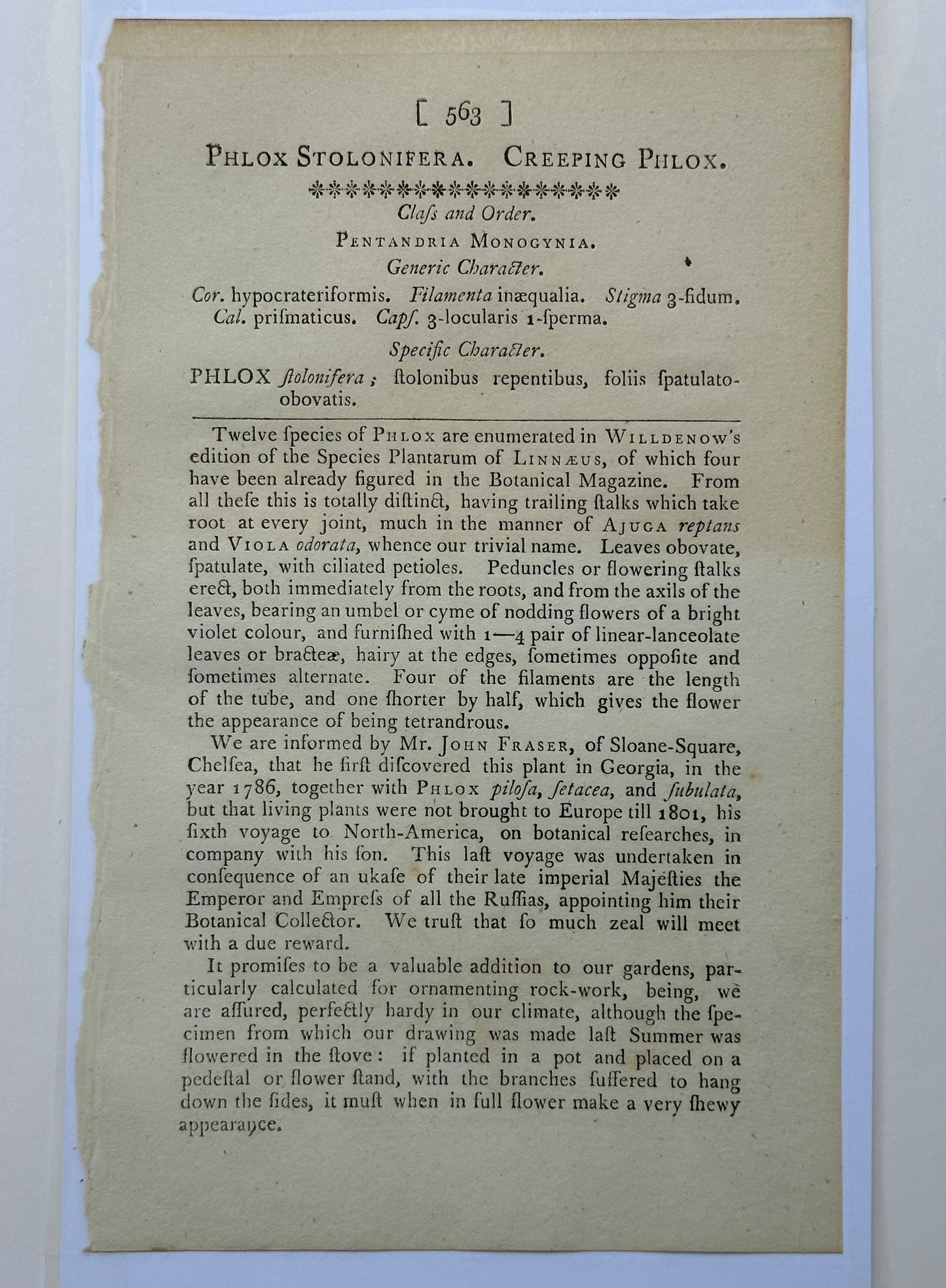 Cassia, Viburnum and Creeping Violet Phlox Botanicals by Curtis (set of 3)
