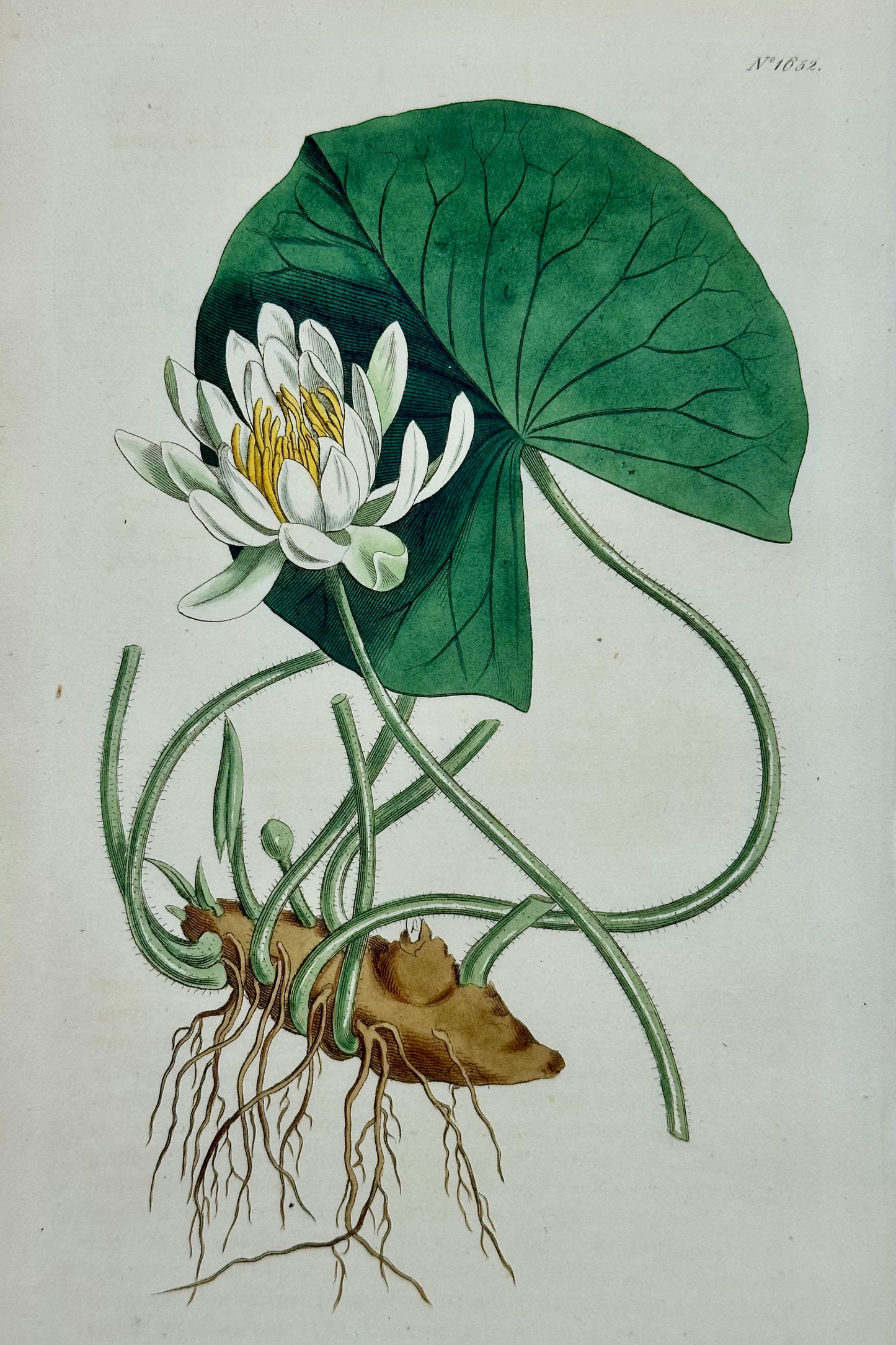 Azalea, Angel Flower, Lily, Soapwart Botanical Engravings by William Curtis, 1856 (Set of 4)