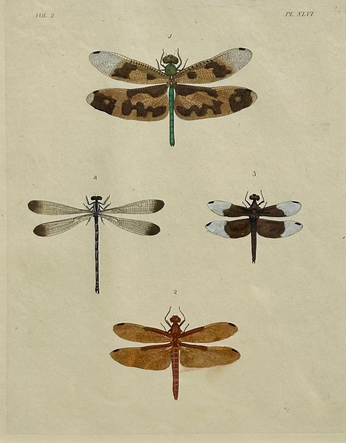 Dragonfly study, original print by Dru Drury, 1837