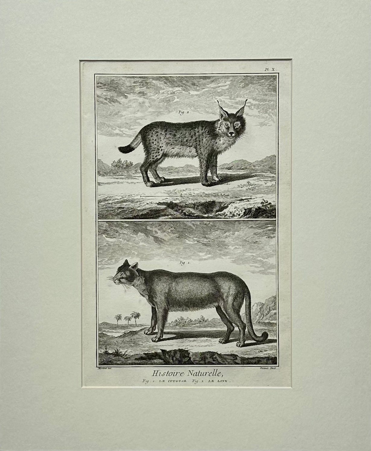 The Cougar & Lynx by Buffon, Circa 1744