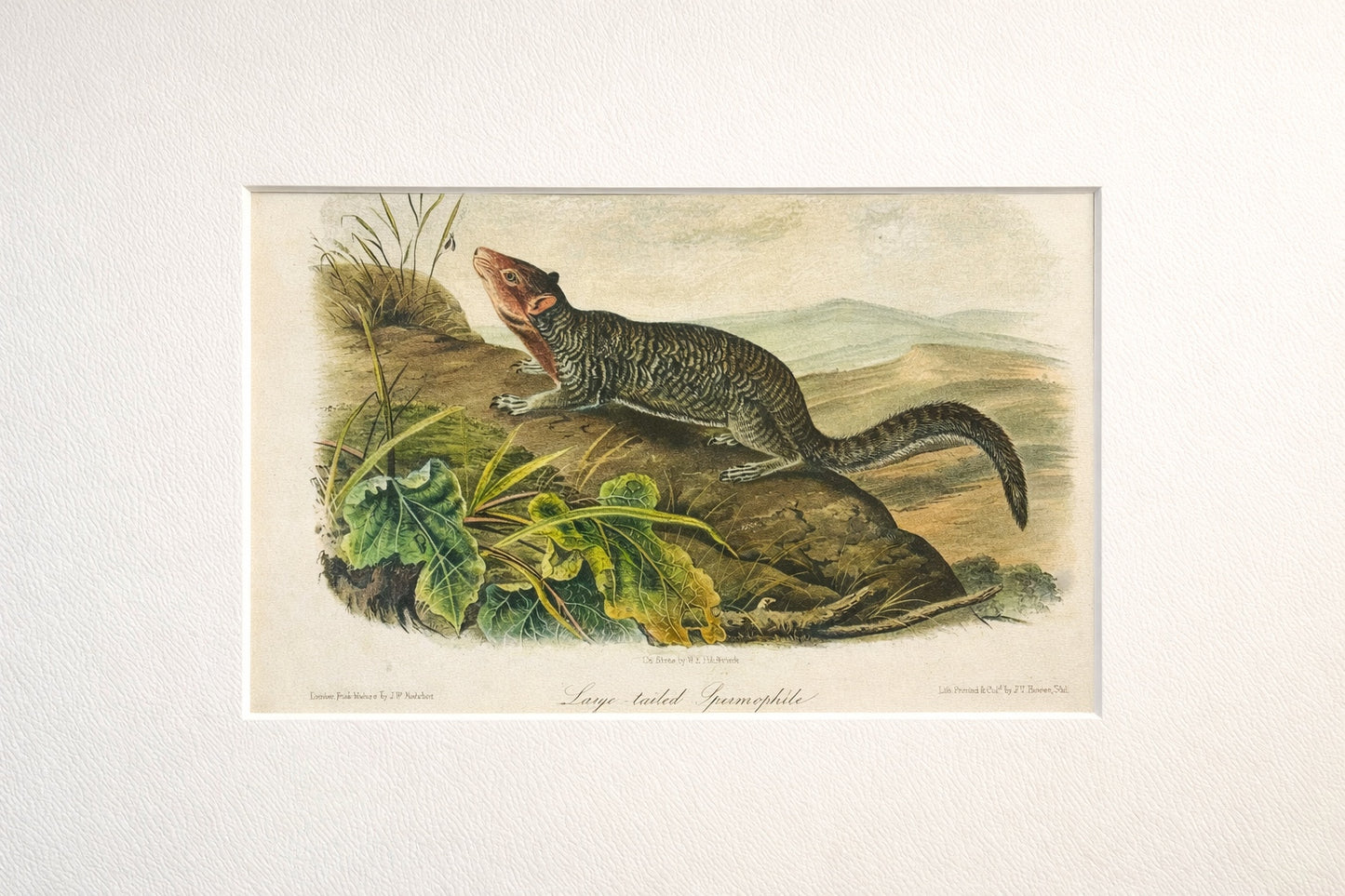 Large-Tailed Ground Squirrel Lithograph –  Original Audubon 1st edition Print, 1842