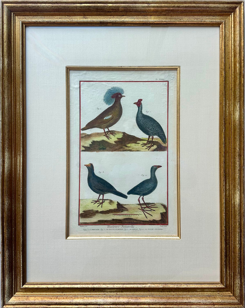 Guineafowl Crested Partridge, Curassow Purple Moorhen Original Print From Histoire Naturelle, 1751