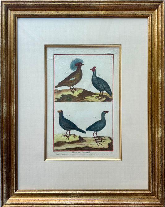 Guineafowl Crested Partridge, Curassow Purple Moorhen Original Print From Histoire Naturelle, 1751