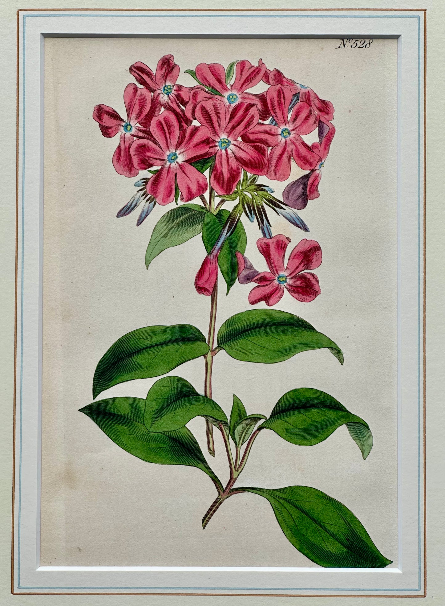 Phlox Flower Botanical, Original engraving by Curtis