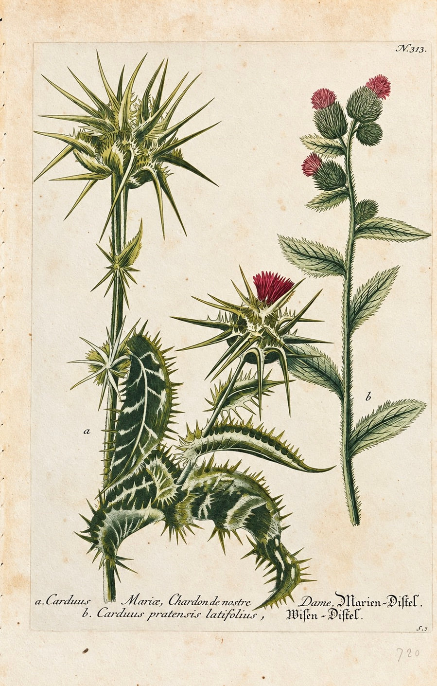 1737 Weinmann Milk Thistle Botanical Engraving - Carduus Mariae Plate 313