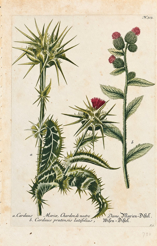 1737 Weinmann Milk Thistle Botanical Engraving - Carduus Mariae Plate 313