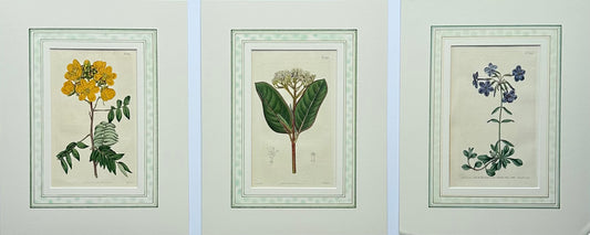 Cassia, Viburnum and Creeping Violet Phlox Botanicals by Curtis (set of 3)