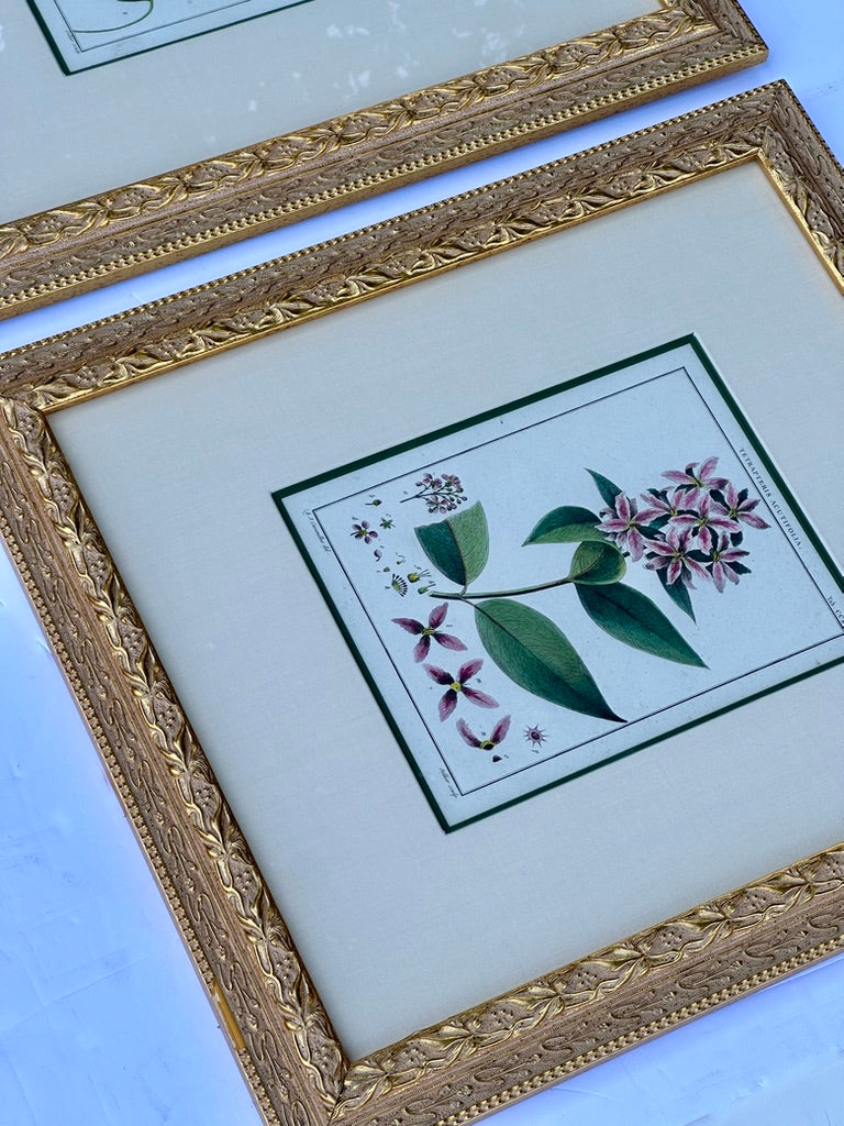 Hibiscus and mallows, Pair Original Botanical Prints, 1838 (Framed)