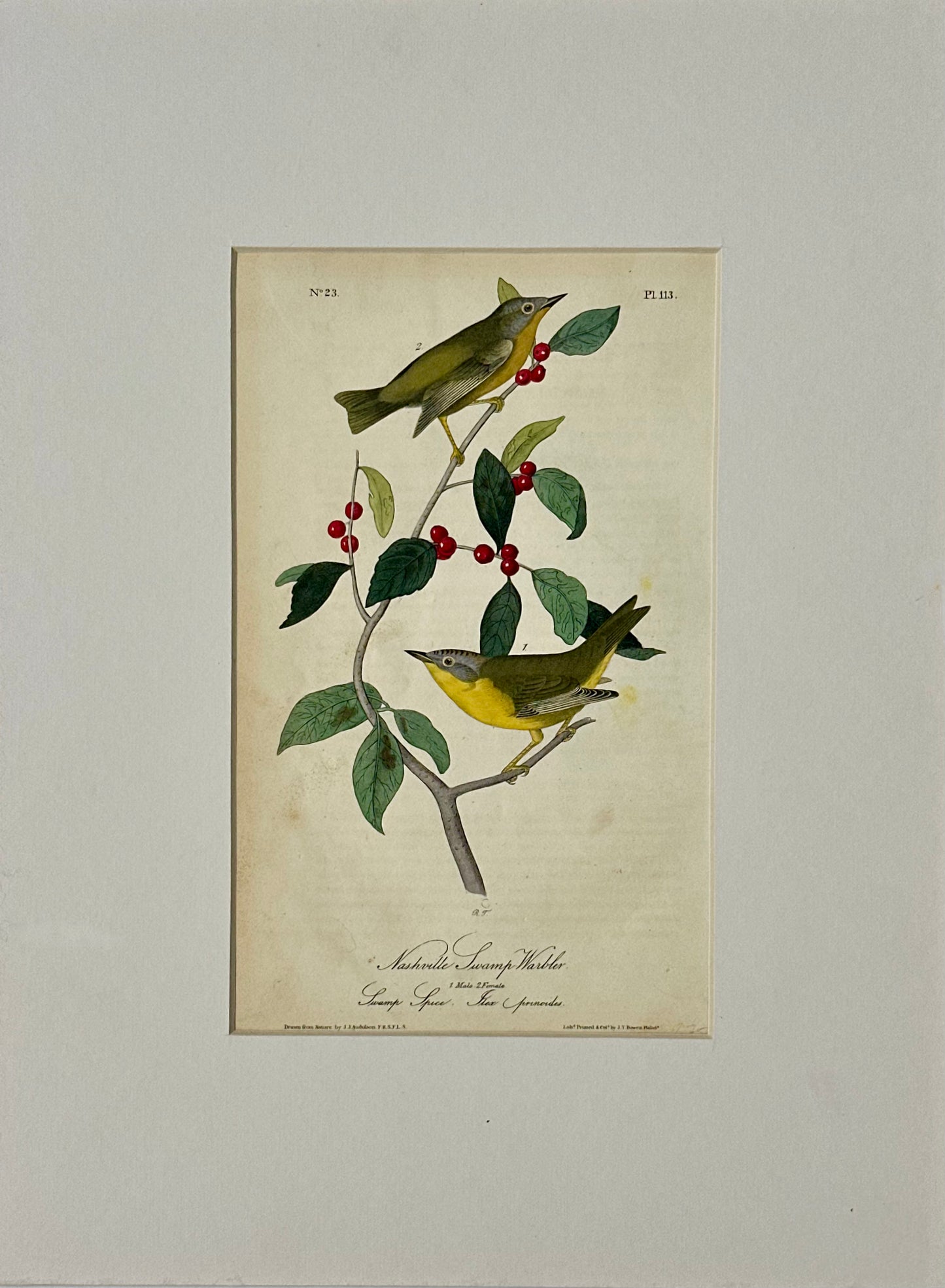 Nashville Swamp Warbler Bird by John James Audubon, 1842