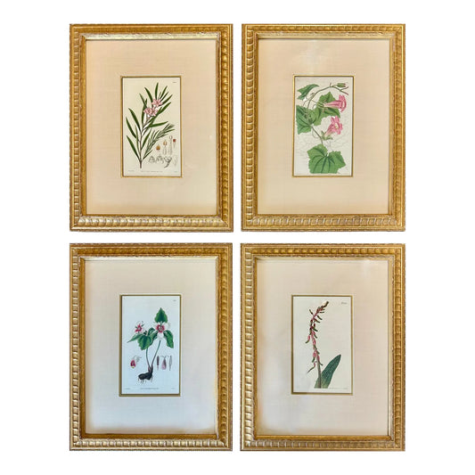 Botanicals: Trillion, Oleander, Snapdragon, Original by By William Curtis, 1803 (Set/4)