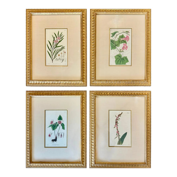 Botanicals: Trillion, Oleander, Snapdragon, Original by By William Curtis, 1803 (Set/4)
