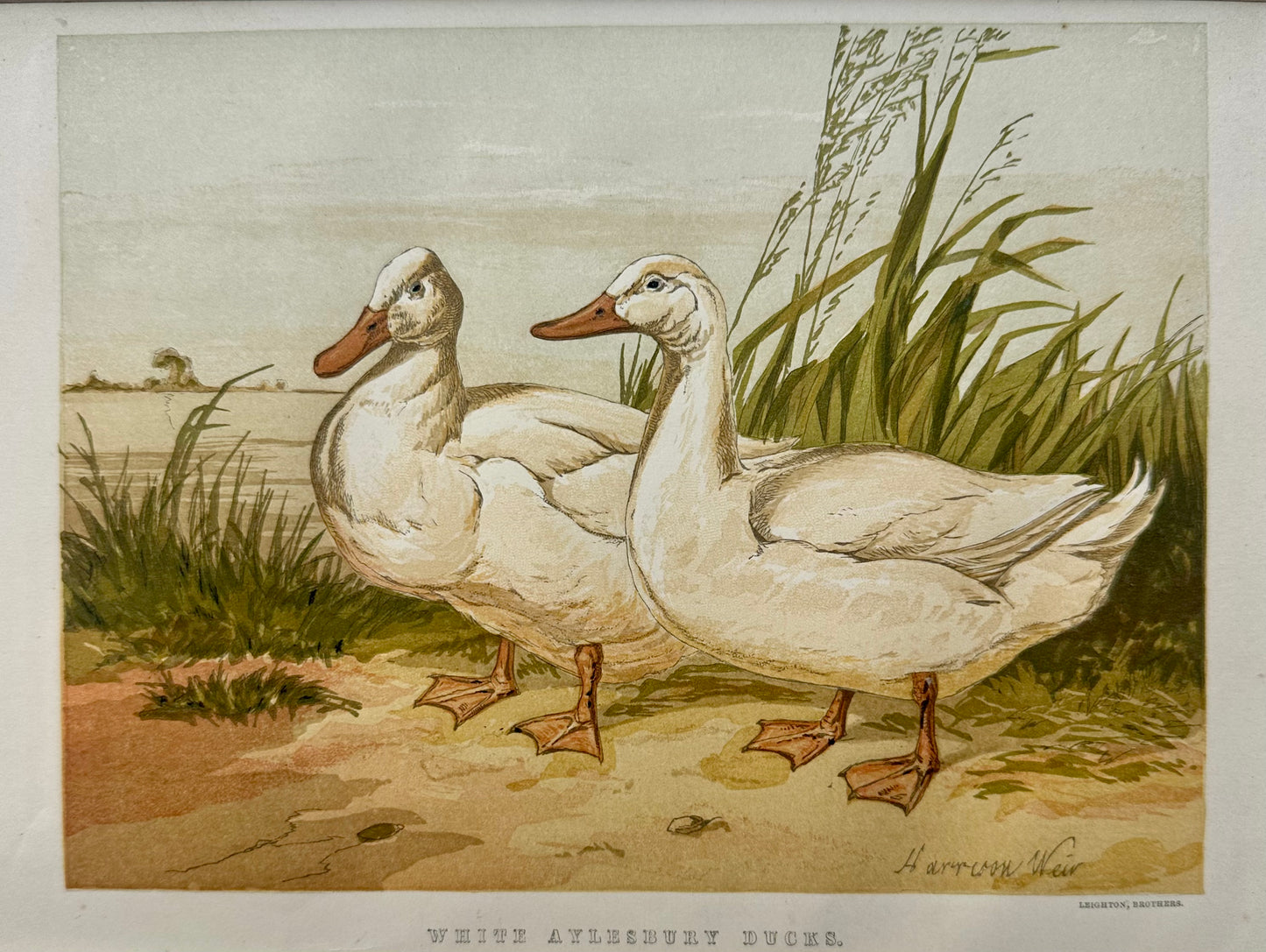 White Aylesbury Ducks by Harrison Weir, 1860