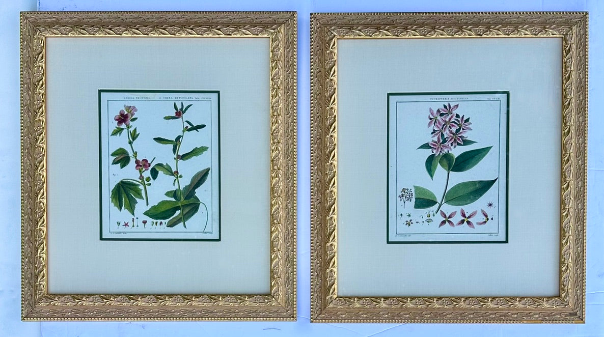Hibiscus and mallows, Pair Original Botanical Prints, 1838 (Framed)