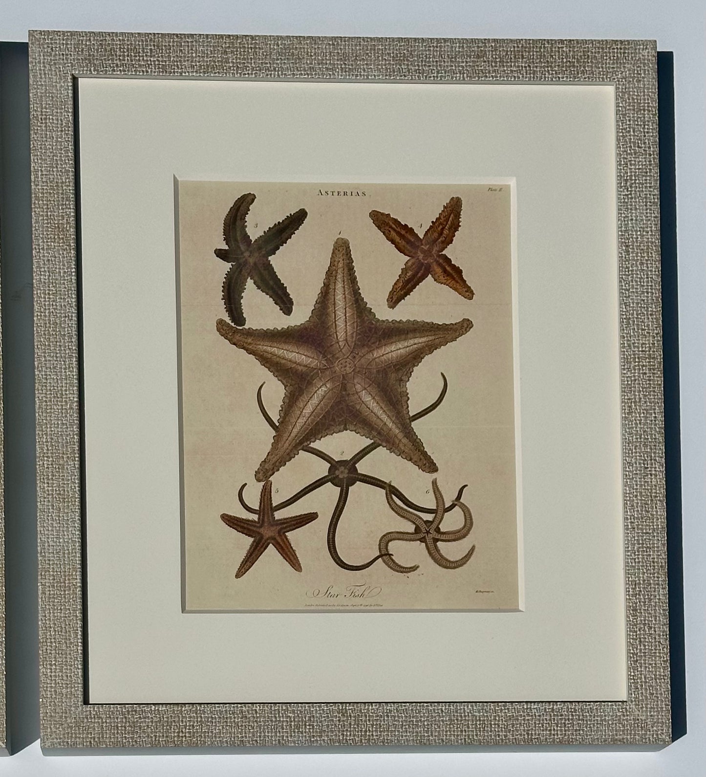 Starfish, Marine Life, Corals (1807), Set of 4 