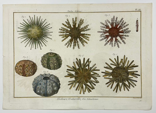 Sea Urchin Echinodermes Original Print from Historie Naturelle, 1791